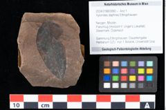 Foto (Objekt + Etikett) von Xylomites daphnes Ettingshausen (NHMW-GEO-2024-0188-0060)